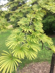 Pseudolarix amabilis