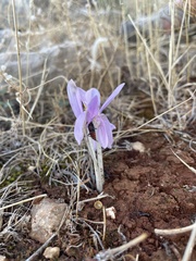 Colchicum cupanii
