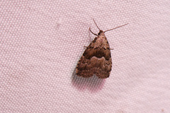 Hypenodes franclemonti