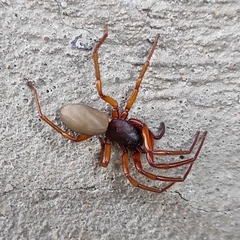 Dysderidae