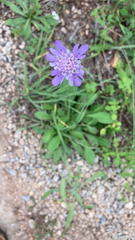 Scabiosa