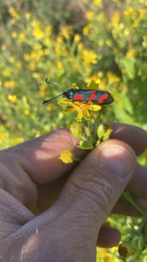 Zygaena filipendulae