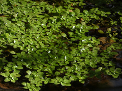 Callitriche stagnalis
