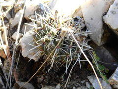 Parodia mammulosa