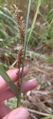 Carex lacustris