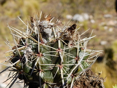 Parodia mammulosa