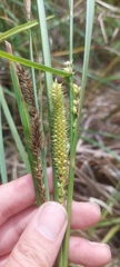 Carex lacustris