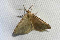 Macaria evagaria
