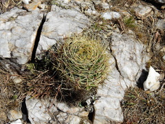 Gymnocalycium monvillei