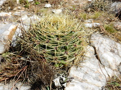 Gymnocalycium monvillei