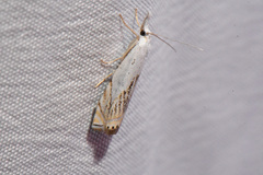 Crambus albellus