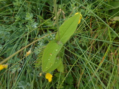 Hypericum montanum