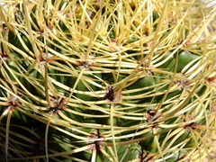Gymnocalycium monvillei