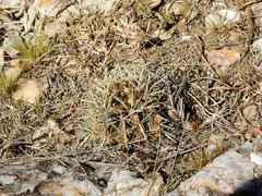 Parodia mammulosa