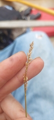 Carex diandra