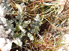 Cheilanthes buchtienii