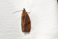 Evora hemidesma