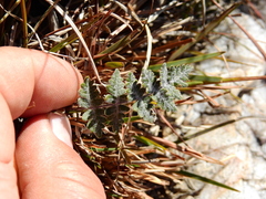 Cheilanthes buchtienii