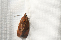 Evora hemidesma
