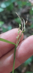 Carex leptonervia