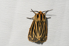 Apantesis virguncula