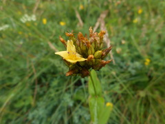 Hypericum montanum