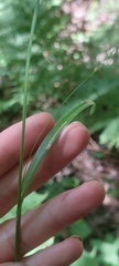 Carex leptonervia