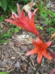 Lycoris sanguinea