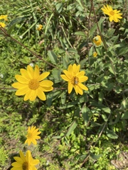 Helianthus occidentalis