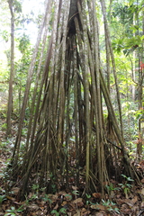 Socratea exorrhiza