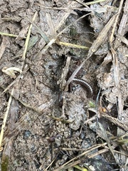 Cylindroiulus caeruleocinctus