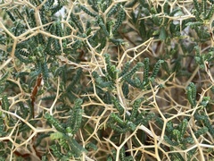 Sarcopoterium spinosum