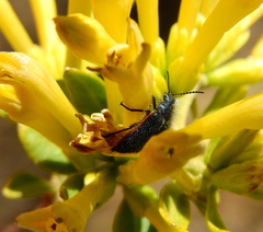 Astylus quadrilineatus