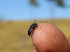 Astylus quadrilineatus