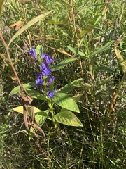 Gentianopsis virgata