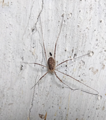 Opilio saxatilis