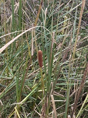 Typha