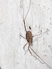 Opilio saxatilis