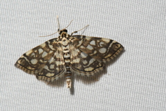 Lygropia rivulalis
