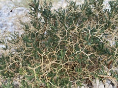 Sarcopoterium spinosum