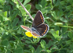 Polyommatus