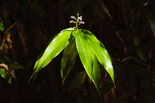 Alpinia intermedia iNat (1)