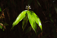 Alpinia intermedia
