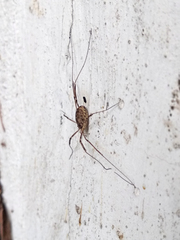 Opilio saxatilis