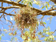 Tillandsia capillaris