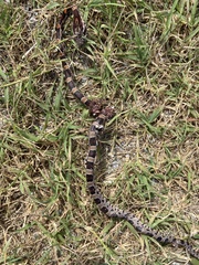 Pantherophis guttatus