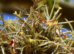 Tillandsia capillaris