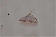 Leptostales pannaria