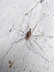 Opilio saxatilis