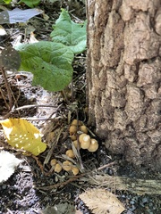 Kuehneromyces